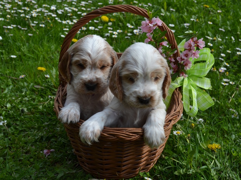 41 - Lana, Lassy.JPG